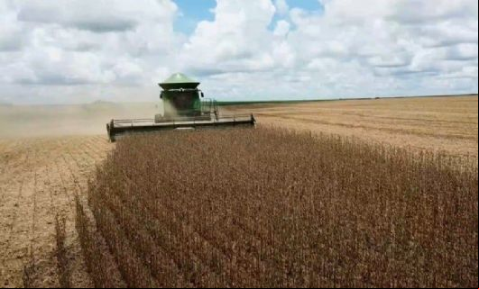Chuva 'no ponto' e cultivares: safra de soja quebra recorde em MT