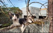 Gato enroscado em cerca el