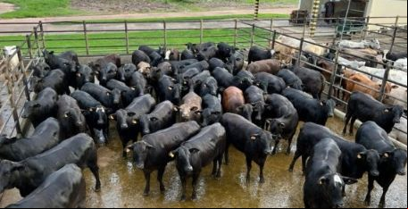 Novilhas Top Angus superprecoces chegam a quase 19@ em Santa Terezinha