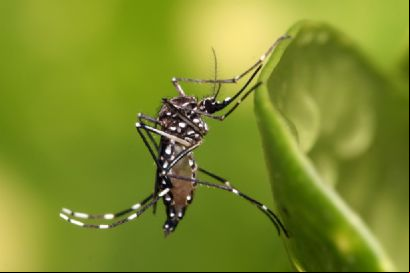Cientistas desenvolvem armadilha para combater o mosquito da dengue