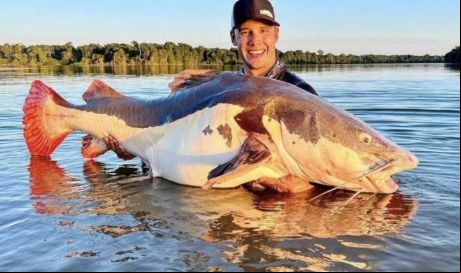 Entidade internacional confirma recorde mundial de pirarara de 70 kg pescada no Rio Xingu em Mato Grosso