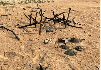 Ibama identifica 290 ninhos de tartarugas da Amaz