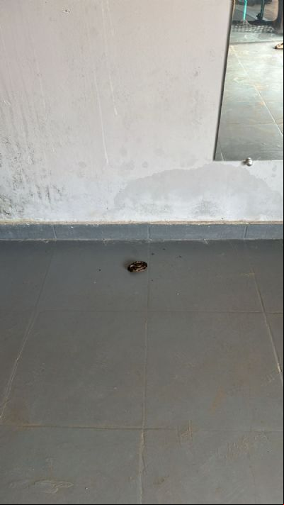 Corpo de Bombeiros captura Jararaca filhote que estava em sal