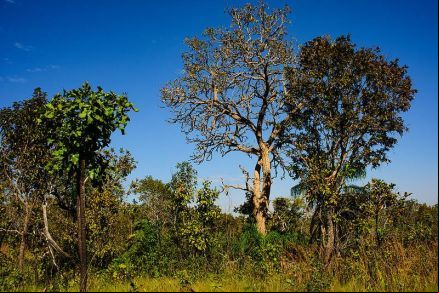 Mato Grosso registra queda de 11% nos alertas de desmatamento no bioma neste ano