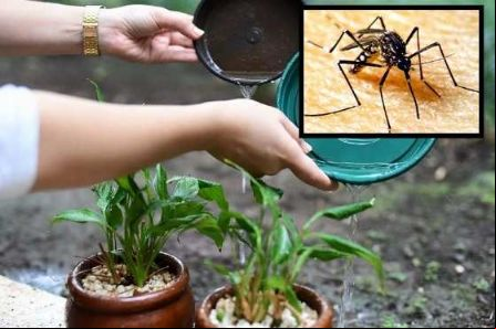 Mato Grosso se aproxima de 7 mil casos confirmados de dengue