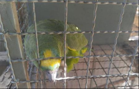 Ibama apreende aves silvestres sem origem legal em Quer