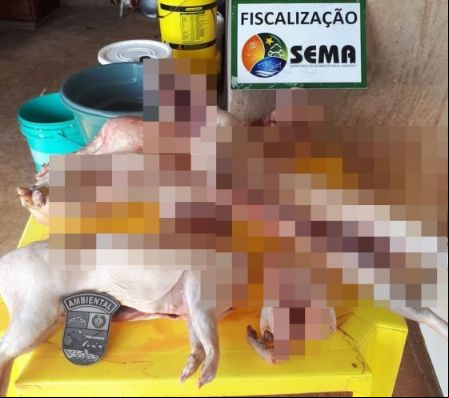 Animais silvestres abatidos s