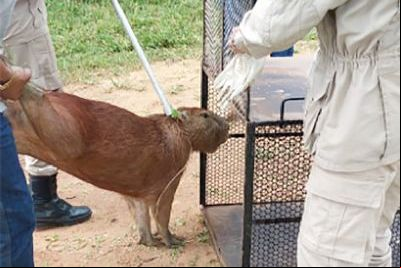 Capivara 