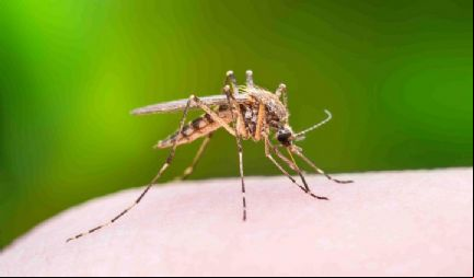 Pesquisa mostra que aedes aegypti pode nascer j