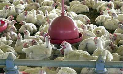 Frango: poder de compra frente ao milho 