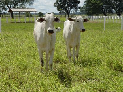 Pecuaristas precisam comunicar quantidade de rebanho ao Indea de Confresa at