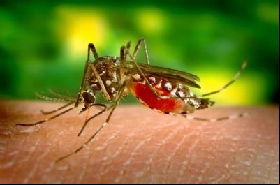 MT registra mais de 3 mil casos de dengue neste ano