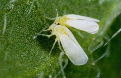 Mosca Branca reduz em mais de 25% produtividade da soja para produtor em Canarana