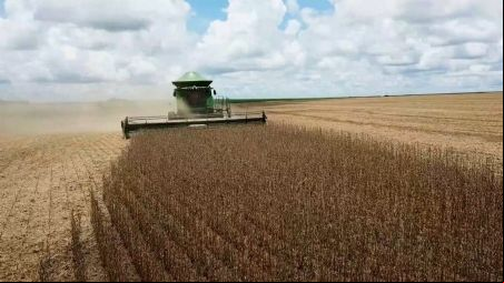 Chuva 'no ponto' e cultivares: safra de soja quebra recorde em MT