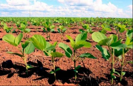 Agricultores concluem plantio de lavouras de soja em 