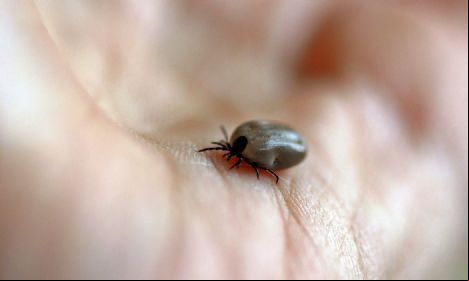 SP confirma dois novos casos de febre maculosa no estado