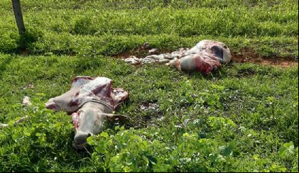 Quadrilha que roubava e abatia gado em fazendas e revendia em a